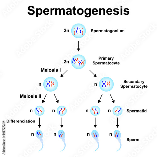 Scientific Designing Of Spermatogenesis. Colorful Symbols. Vector Illustration.	 photo