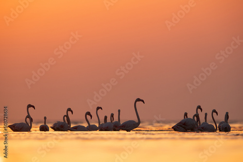 Greater Flamingos during sunrise at Asker coast, Bahrain