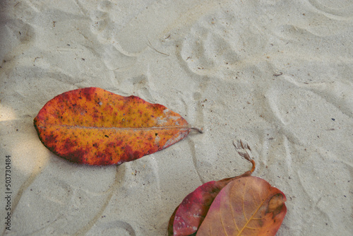 2 red big leaves on the white sand.