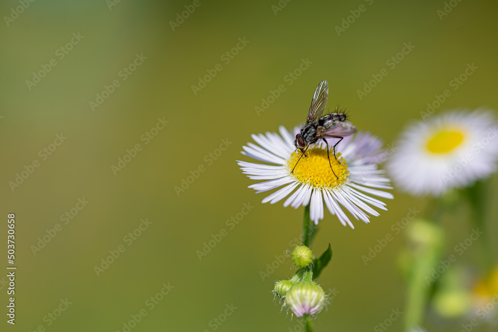 Przymiotno białe, zimotrwał zwyczajny (erigeron annuus ), astrowate, biały kwiat z owadem, mucha. Rozmyte tło, bokeh. Przymiotno białe, zimotrwał zwyczajny (erigeron annuus ), astrowate, biały kwiat z owadem, mucha. Rozmyte tło, bokeh.