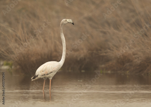 Greater Flamingo at Asker marsh in the morning hours, Bahrain © Dr Ajay Kumar Singh