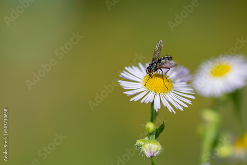 Przymiotno białe, zimotrwał zwyczajny (erigeron annuus ), astrowate, biały kwiat z owadem, mucha. Rozmyte tło, bokeh.