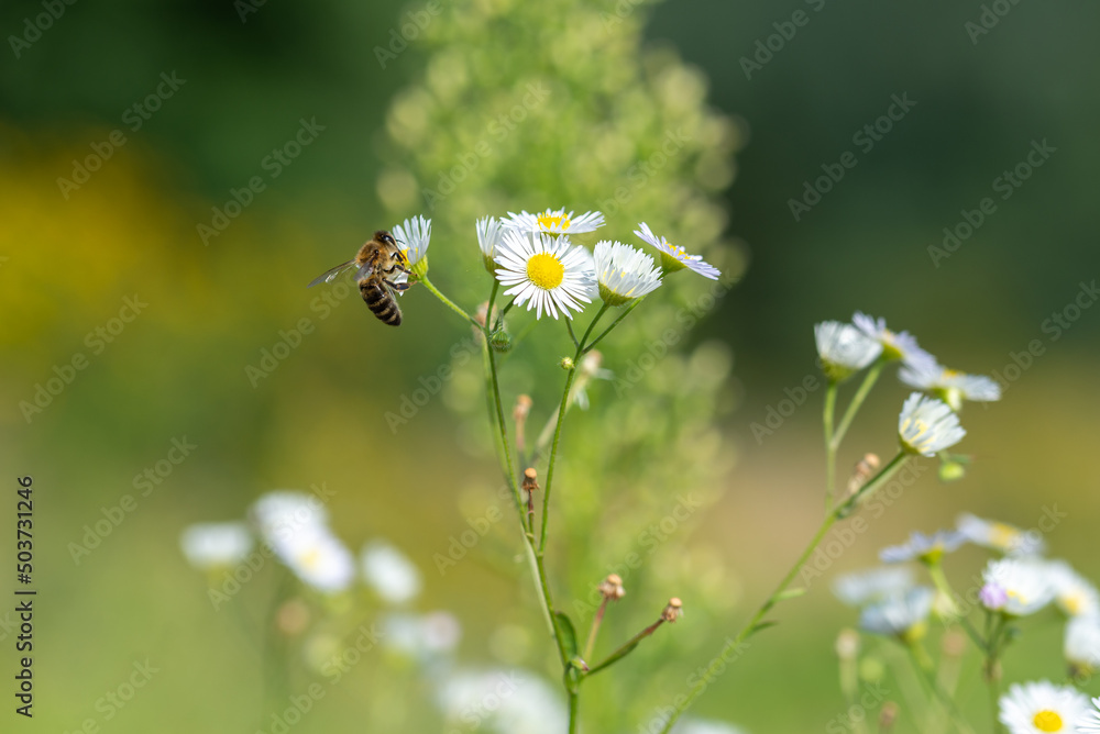 Przymiotno białe, zimotrwał zwyczajny (erigeron annuus ), astrowate, Biały kwiat z żółtym środkiem, pszczołą i rosą - obrazy, fototapety, plakaty 