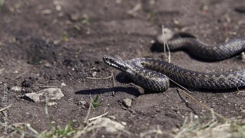 Venomous adder viper snake (Vipera berus) attack and bite. photo