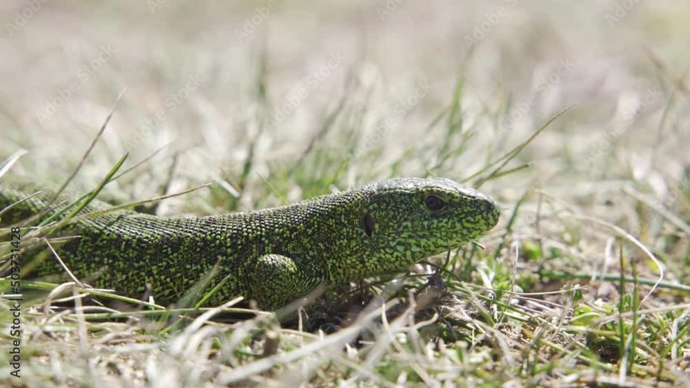 European green lizard (Lacerta viridis) in the grass, Velebit mountain, Croatia European green lizard (Lacerta viridis) in the grass, Velebit mountain, Croatia
