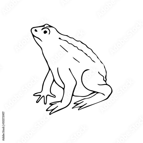 Vector hand drawn doodle sketch frog isolated on white background