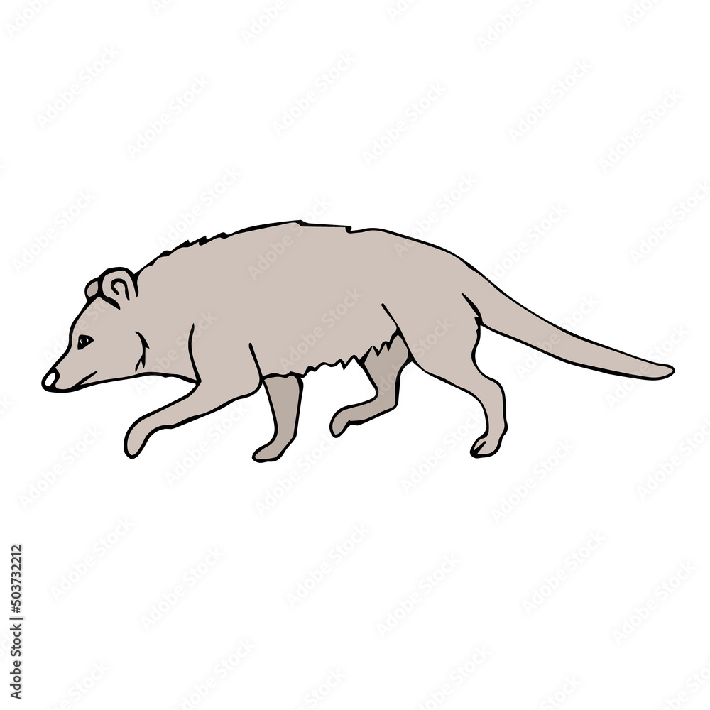 Obraz premium Vector hand drawn doodle sketch colored opossum isolated on white background