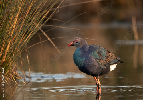 Portrait of a Grey-headed Swamphen at Asker Marsh, Bahrain