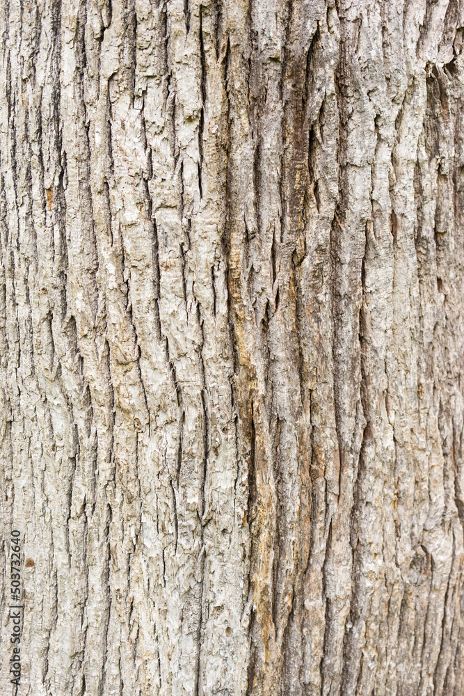 Wood texture from southern forests Wood texture from southern forests