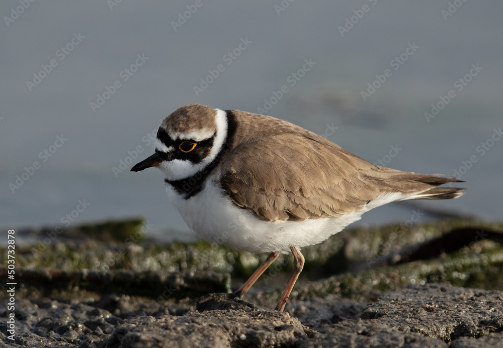 Portrait of a Little ringed plover at Asker marsh, Bahrain Portrait of a Little ringed plover at Asker marsh, Bahrain