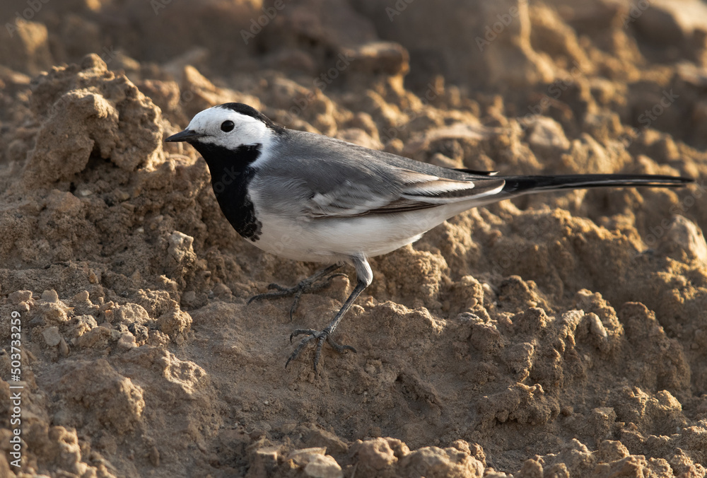 White wagtail on a mud mound, Bahrain
