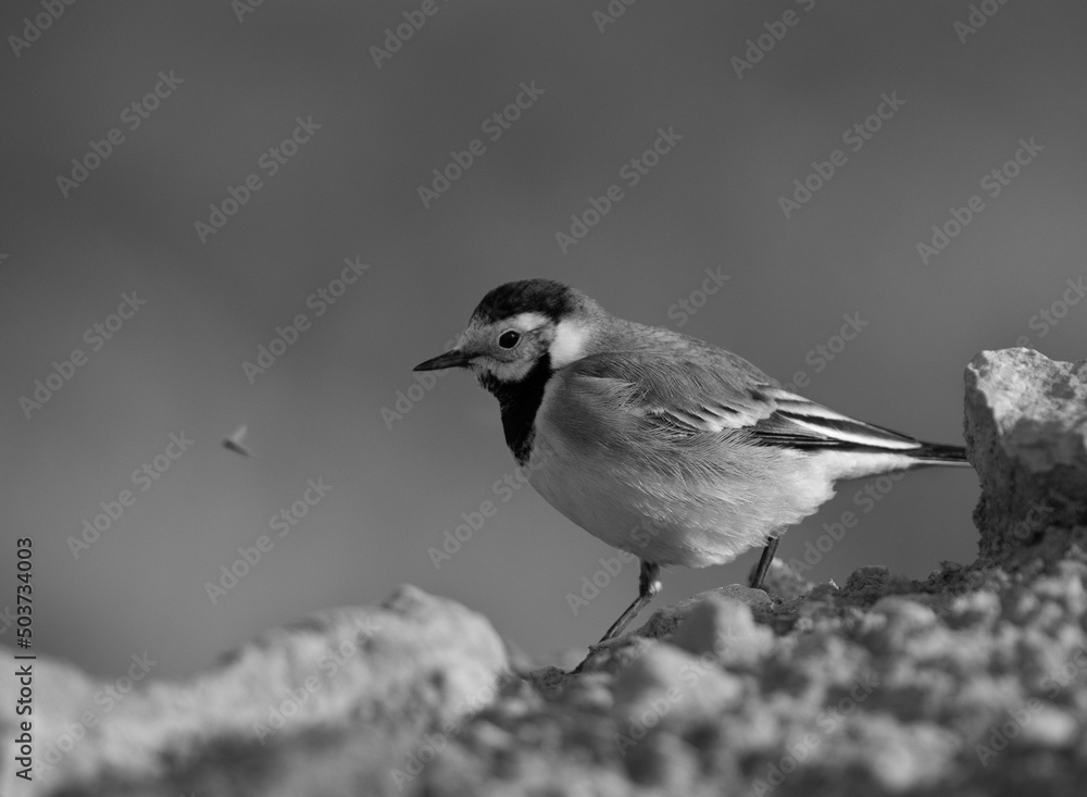 White wagtail on a mound, Bahrain White wagtail on a mound, Bahrain