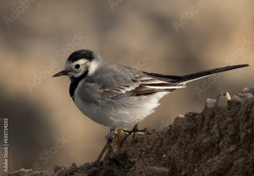 Portrait of a White wagtail on a mound, Bahrain
