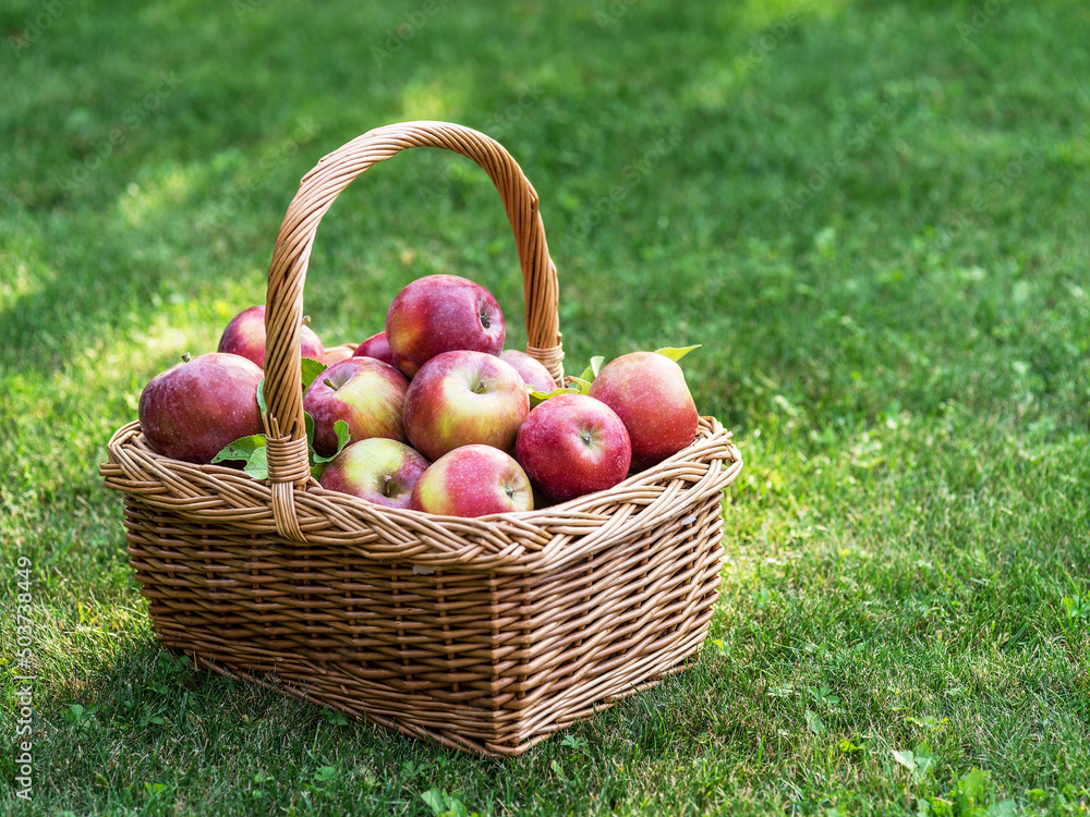 Apple harvest. Ripe red apples in the basket on the green grass. Apple harvest. Ripe red apples in the basket on the green grass.