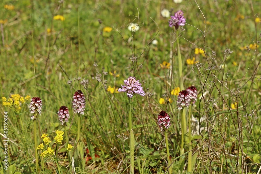 Dreizähniges Knabenkraut (Neotinea tridentata) und Brand-Knabenkraut (Neotinea ustulata) nebeneinander.