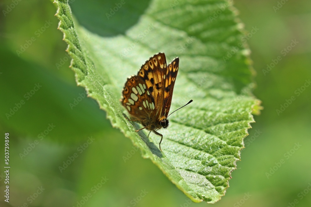 Schlüsselblumen-Würfelfalter (Hamearis lucina). Schlüsselblumen-Würfelfalter (Hamearis lucina).