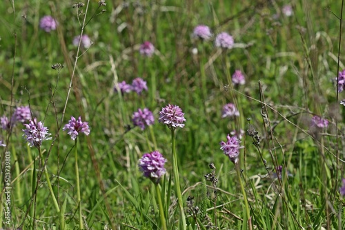 Dreizähniges Knabenkraut (Neotinea tridentata).