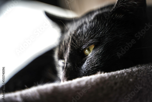 Sweet Black Cat, Tuesday, ‎10. ‎05.‎2022