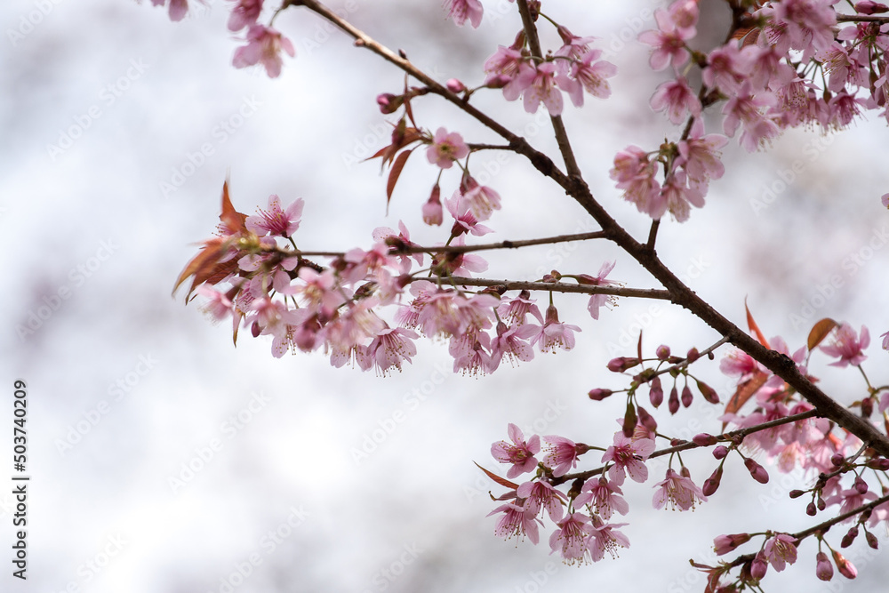 Sakura or Cherry blossom tree Sakura or Cherry blossom tree