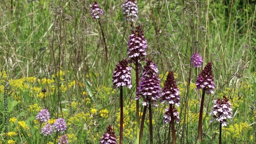 Purpurknabenkraut (Orchis purpurea), Dreizähniges Knabenkraut (Neotinea tridentata) und Brand-Knabenkraut (Neotinea ustulata) nebeneinander photo