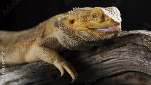 a very beautiful lizard sits on a stone, proudly raised its head up, opens and closes its eyes, rests, warms itself. exotic reptile in a terrarium. Pogona Vitticeps or Bearded Dragon. Australian Agama