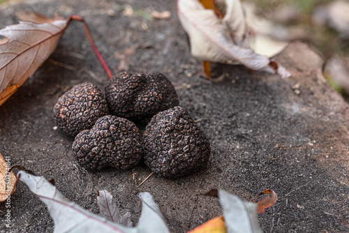 Fototapeta Naklejka Na Ścianę i Meble -  Black edible winter truffles on the wooden table. Nature background.