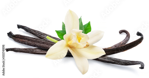 Tender vanilla flower and dry vanilla pods isolated on white background.