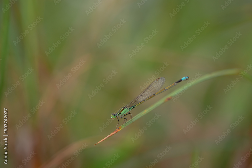 dragonfly on a green leaf dragonfly on a green leaf