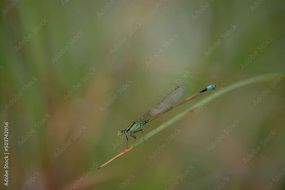 dragonfly on a green leaf dragonfly on a green leaf