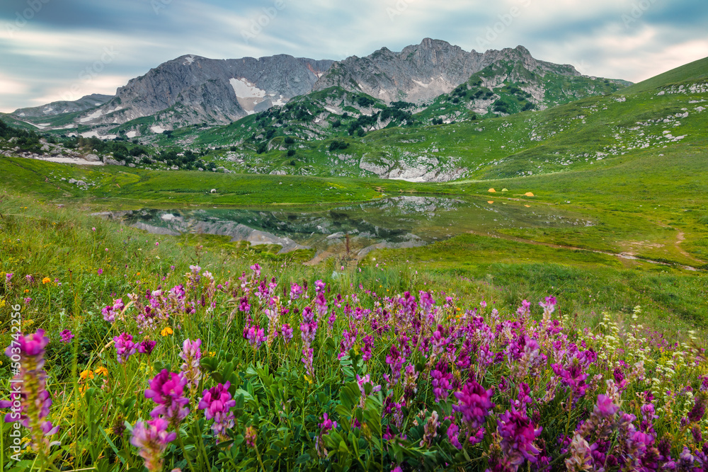 Mountain landscape with flowers on foreground