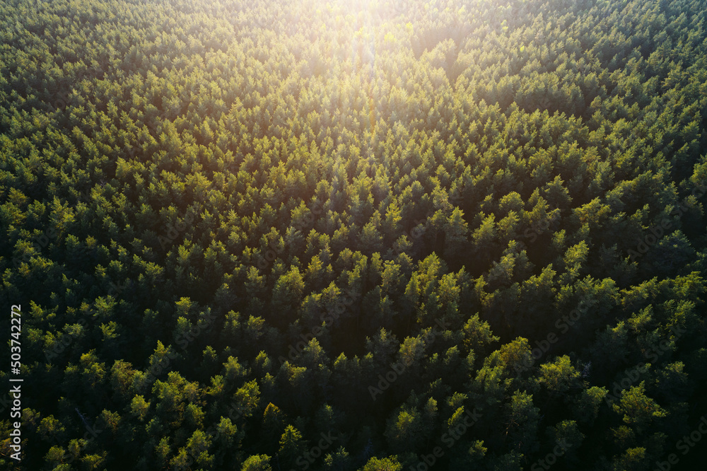 Treetops at sunset