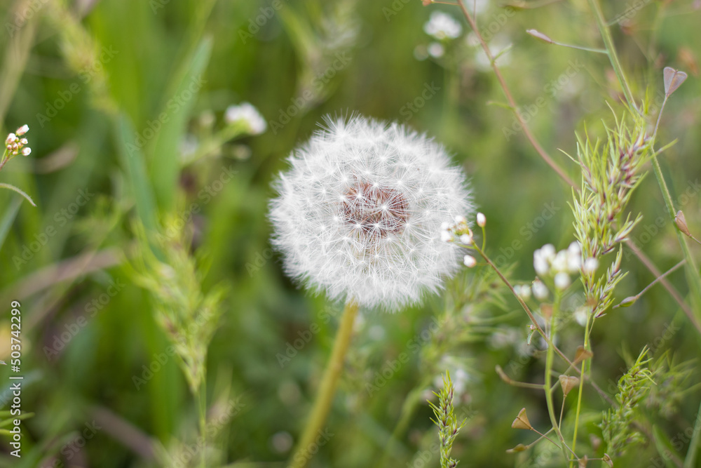 Beautiful white dandelion flower close up Puffy dandelion parachute ready for the wind to spread its seed Beautiful white dandelion flower close up Puffy dandelion parachute ready for the wind to spread its seed