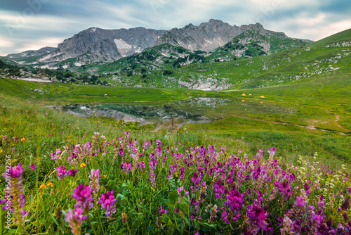 Mountain landscape with flowers on foreground