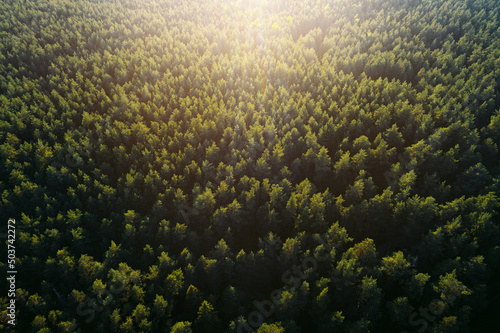 Obraz na płótnie Treetops at sunset w salonie