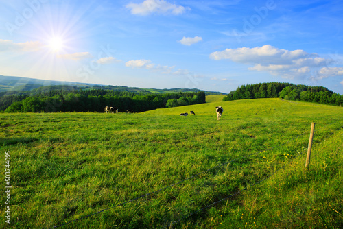 Fotografie Cows grazing on green meadow under blue cloudy sky