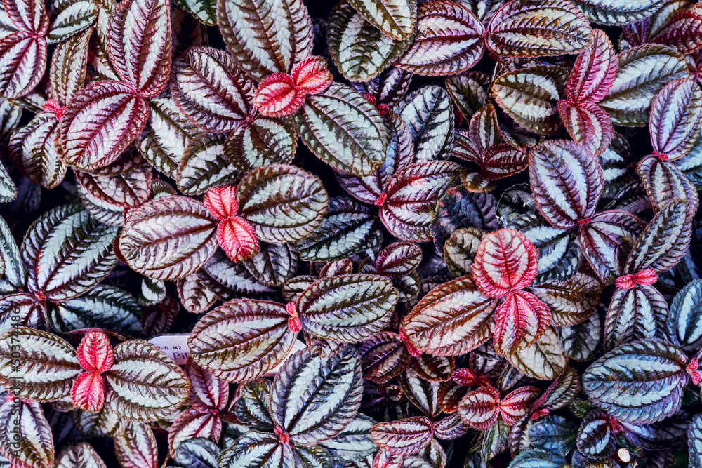 Tropical leaf pattern Tropical leaf pattern