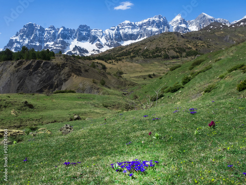 Spring flowers in the mountains of Partacua and Pe?a Telera, Huesca Pyrenees, Spain. photo