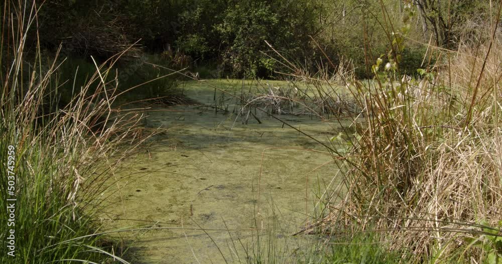Spring grassy woodland pond, low angle mid shot Spring grassy woodland pond, low angle mid shot