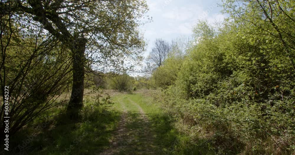 Spring woodland track with tree to the side, extra wide shot Spring woodland track with tree to the side, extra wide shot