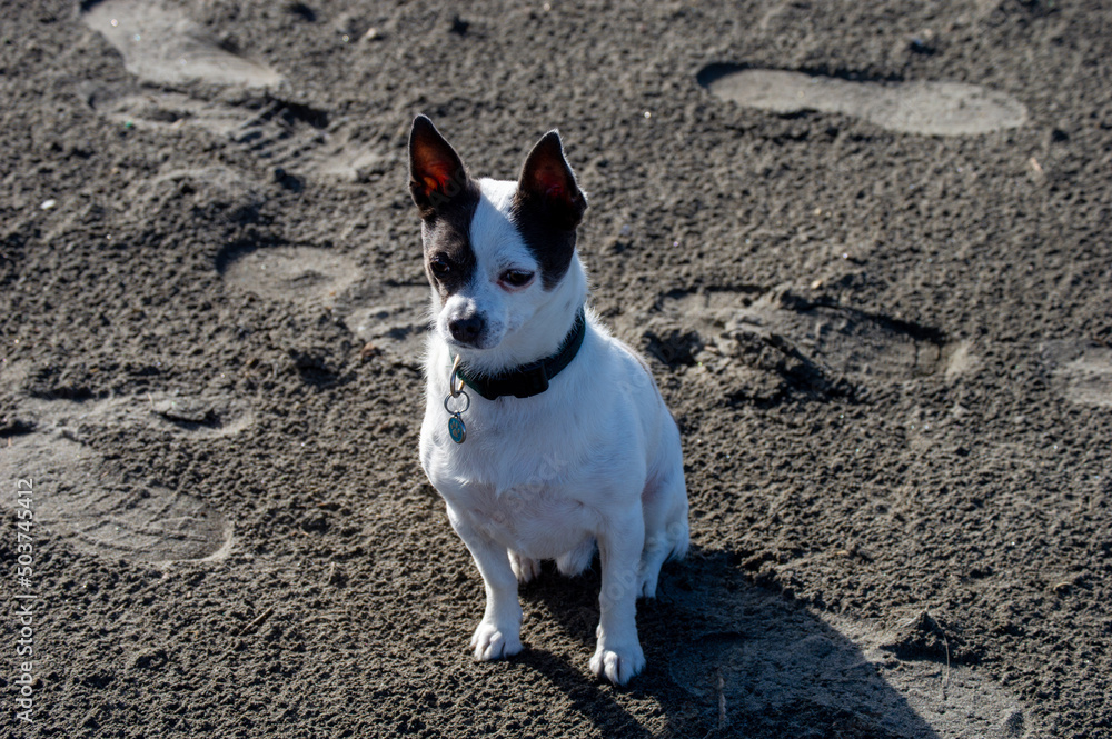 Little Dog waiting on the beach