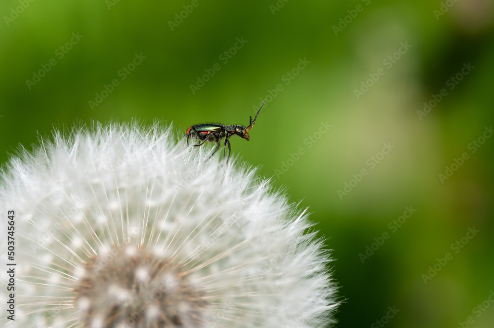 Malachius bipustulatus - Malachite Beetle - Malachides à deux points - Malachie à deux taches Malachius bipustulatus - Malachite Beetle - Malachides à deux points - Malachie à deux taches