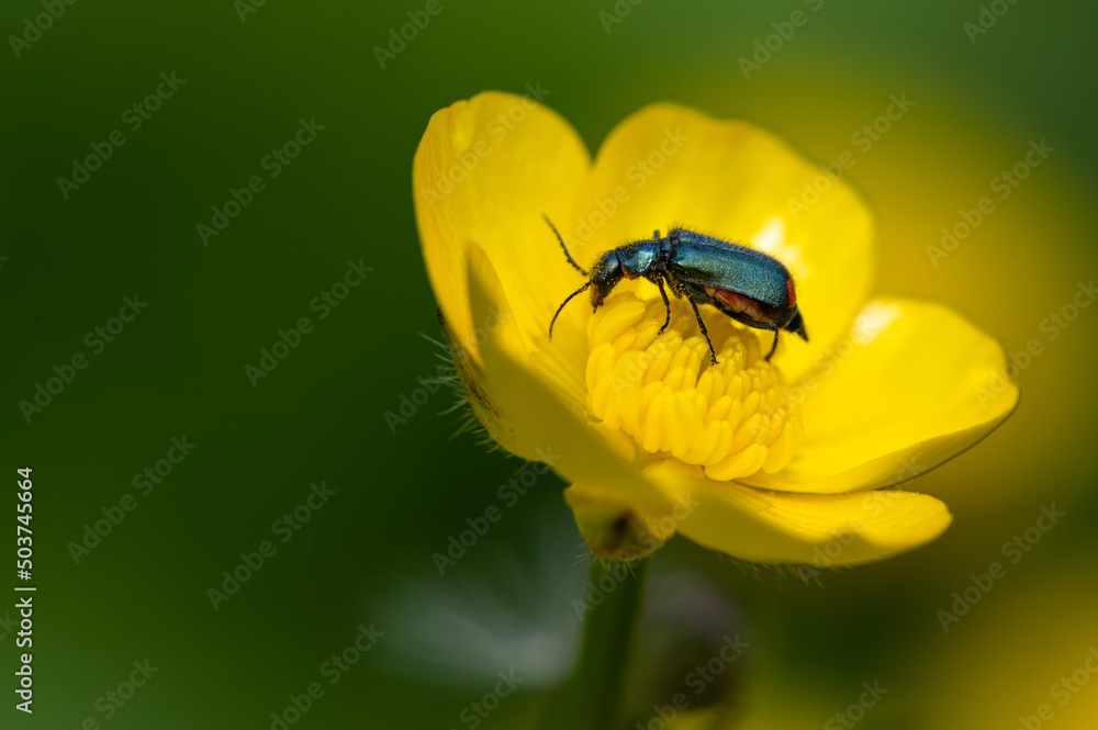 Malachius bipustulatus - Malachite Beetle - Malachides à deux points - Malachie à deux taches