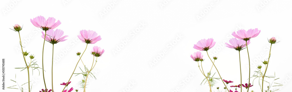 Isolated pink cosmos flower on white background. Isolated pink cosmos flower on white background.