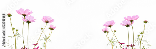 Isolated pink cosmos flower on white background. © Sophon_Nawit