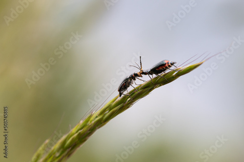 Malachius bipustulatus - Malachite Beetle - Malachides à deux points - Malachie à deux taches © Thomas