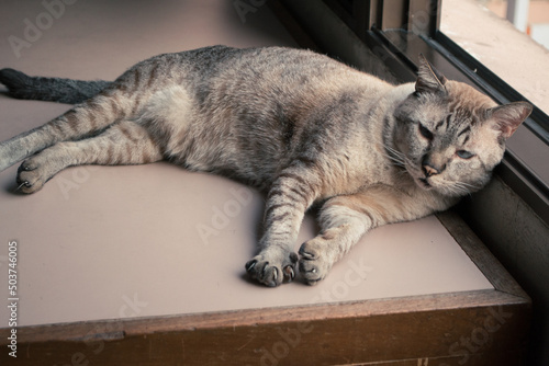 cute gray thai cat