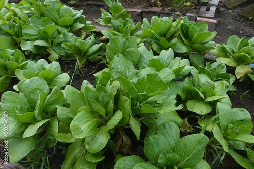 Mustard greens thrive in the garden
