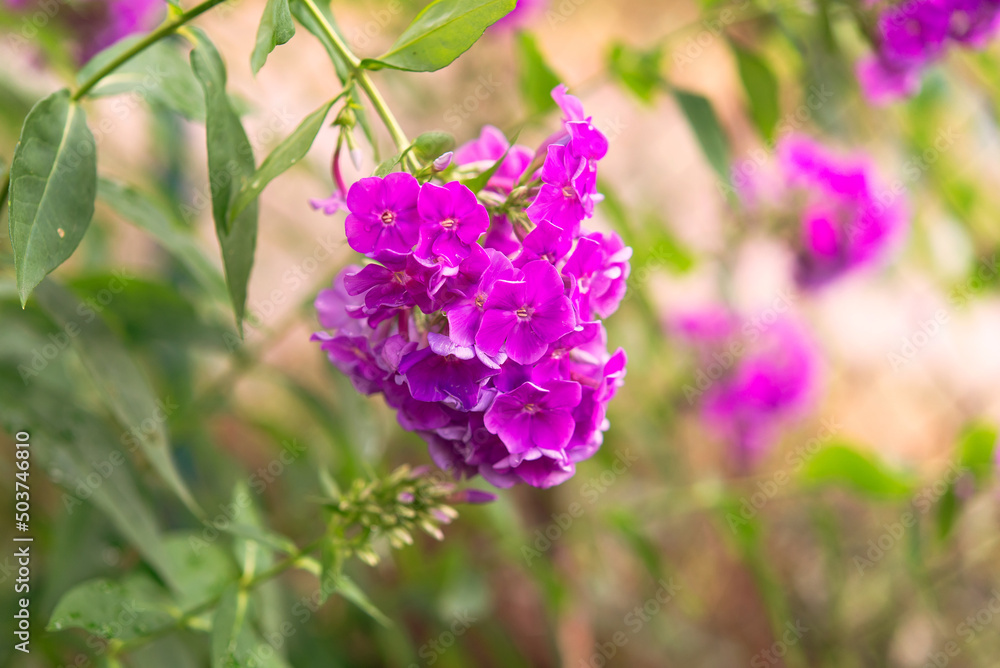 Garden phlox (Phlox paniculata), bright summer flowers. Blooming branches of phlox in the garden on a sunny day. Soft blurred selective focus. Garden phlox (Phlox paniculata), bright summer flowers. Blooming branches of phlox in the garden on a sunny day. Soft blurred selective focus.