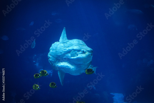 Φωτογραφία Closeup underwater shot of Ocean sunfish (common mola) swimming along with small