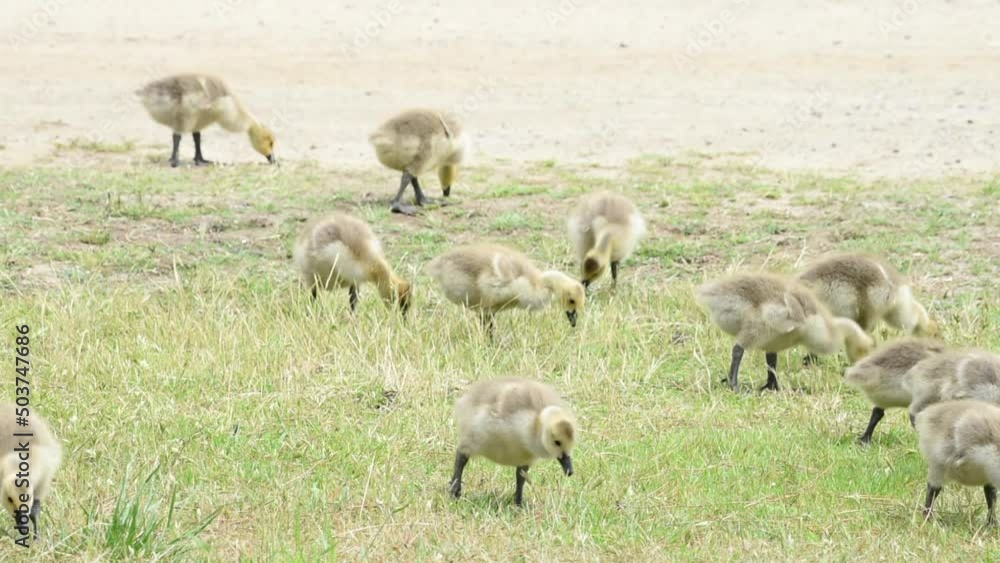 HD video of Two adult Canada Geese with 21 gosling walking and eating in dry grass along a walking path in a city park.
HD video of Two adult Canada Geese with 21 gosling walking and eating in dry grass along a walking path in a city park.